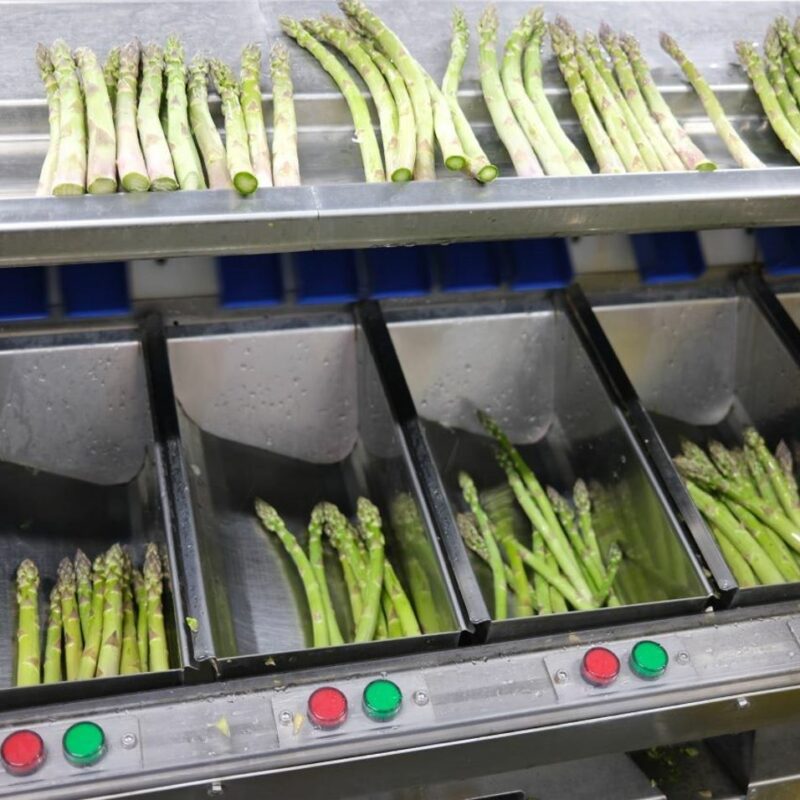 Fresh Asparagus Supplier and Producer Canam Fresh