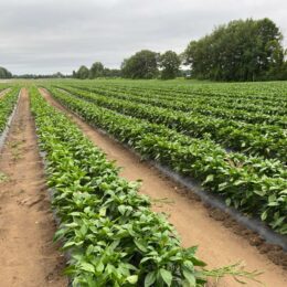 Bell pepper fields in Aylmer, Ontario