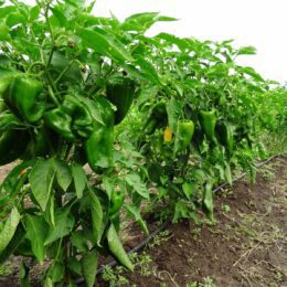How is Green Pepper Processed and Produced? - Thottam Farm Fresh