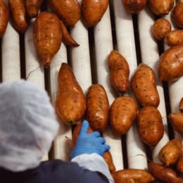 Fresh Sweet Potatoes: Wholesale Exporter & Supplier - Buy in Bulk