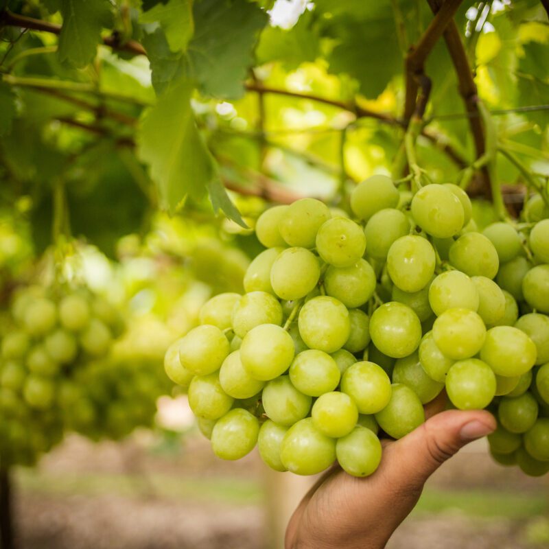 Fresh Grapes Supplier and Producer Canam Fresh